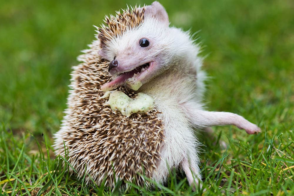 hedgehog self anointing