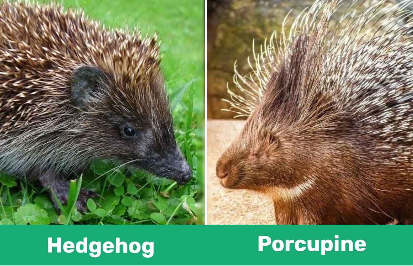 hedgehog vs pocupine