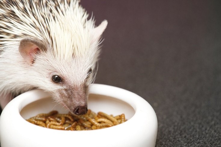 hedgehog eating worms