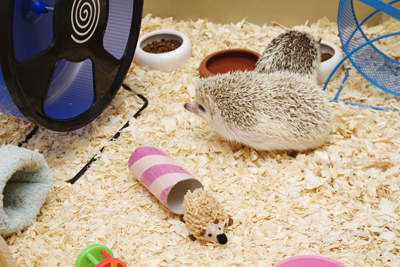 hedgehogs in a cage