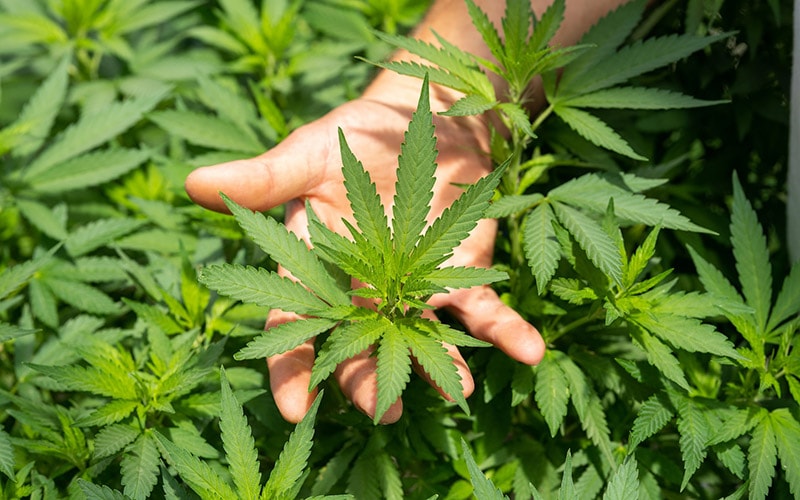 hemp plant