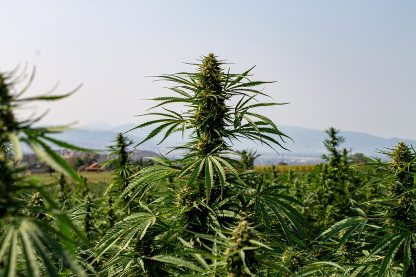 hemp plant
