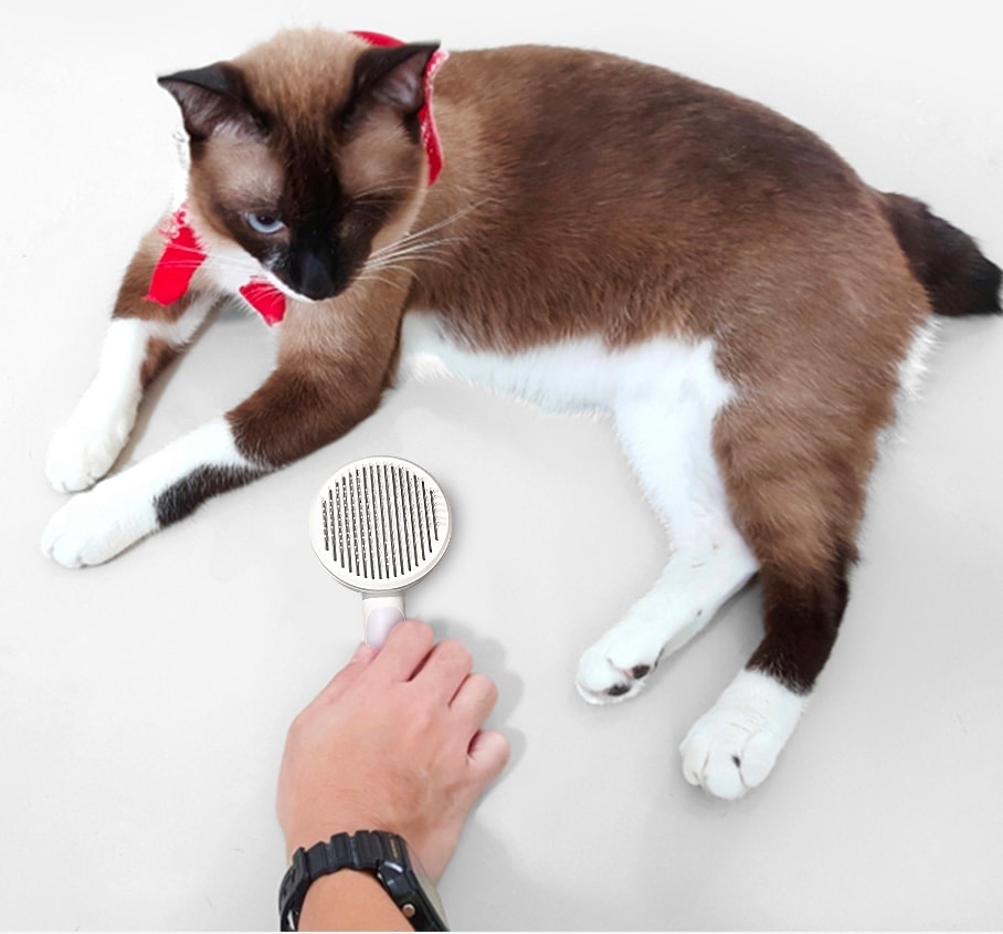 hepper-brown-cat-with-brush