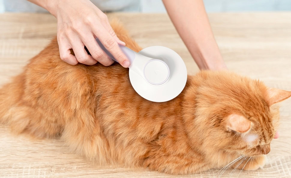 hepper-orange-cat-being-brushed