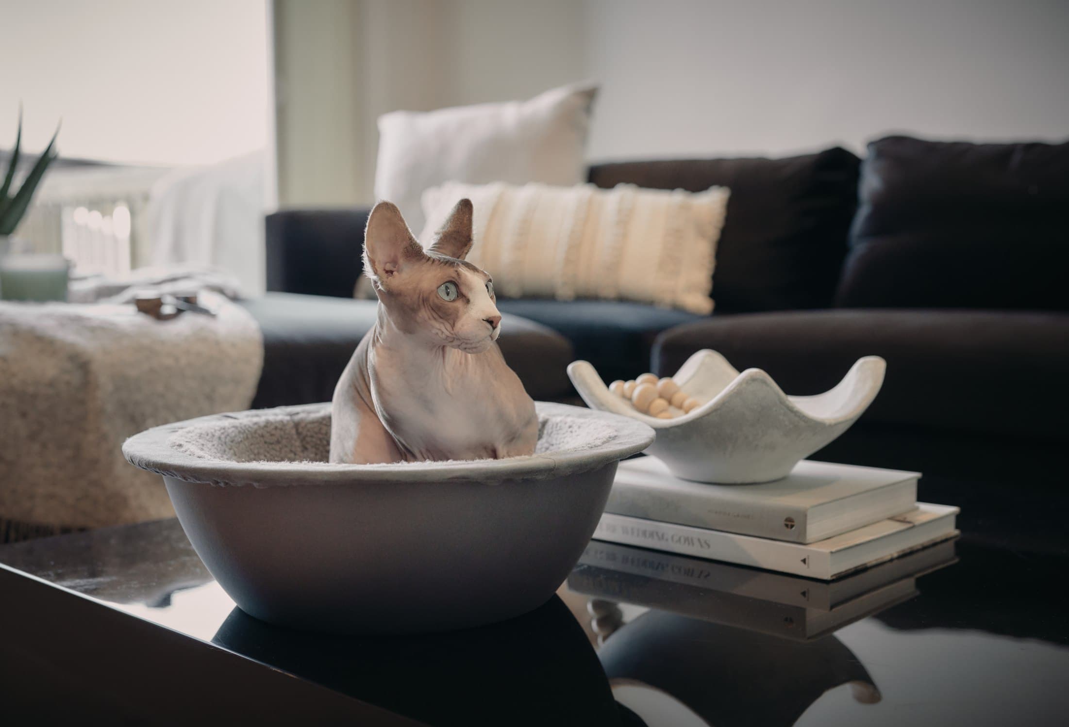 hepper pod bed on table sphynx cat