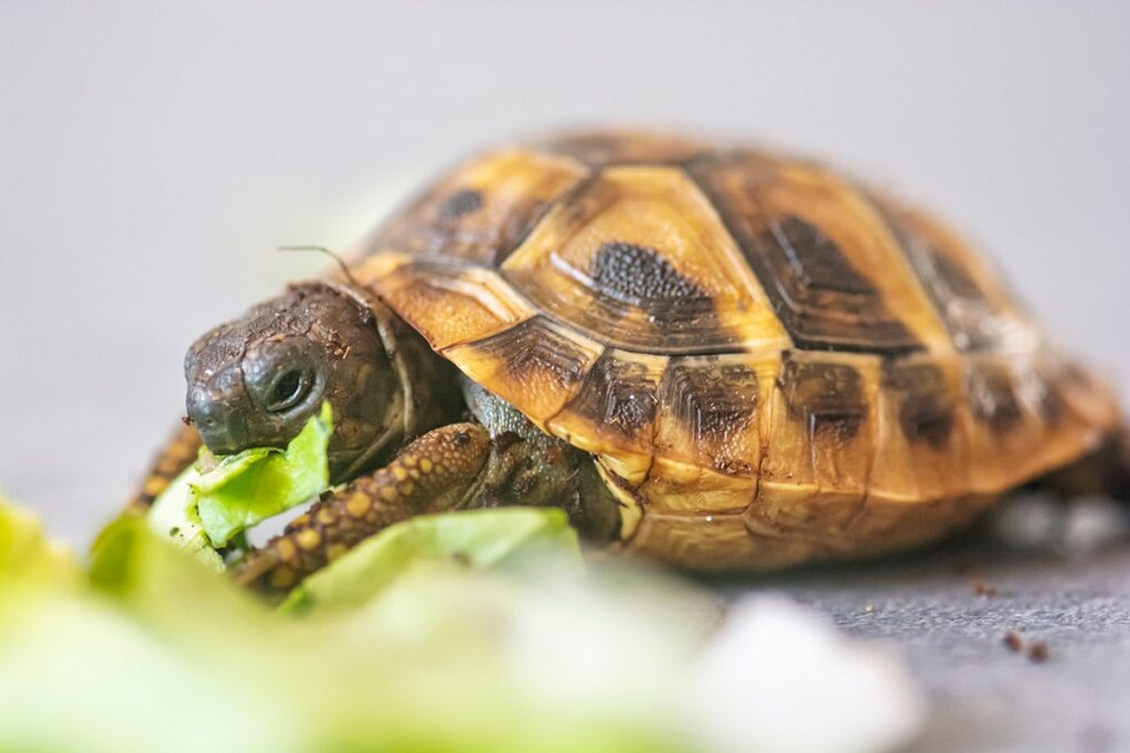 hermann's tortoise
