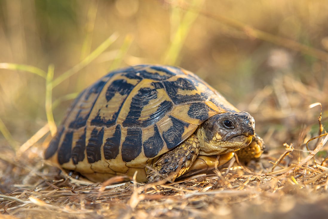 hermann's tortoise
