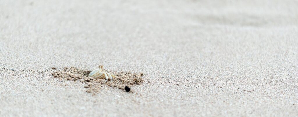 hermit crab burrowing