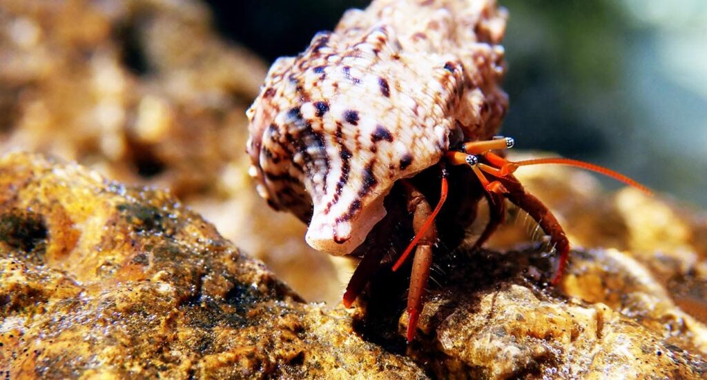 hermit crab in a tank