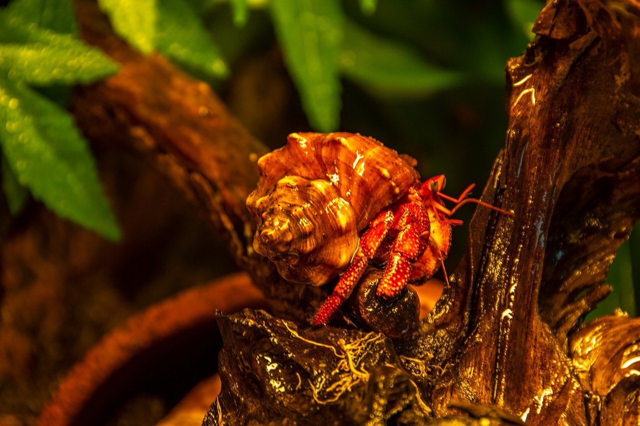 hermit crab in a terrarium