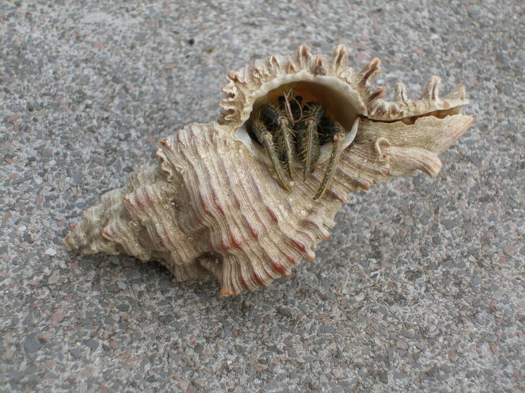 hermit crab sleeping