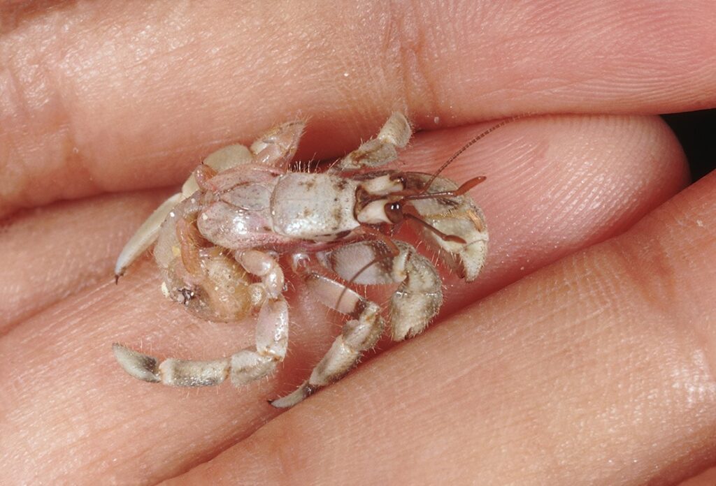 hermit crab without shell