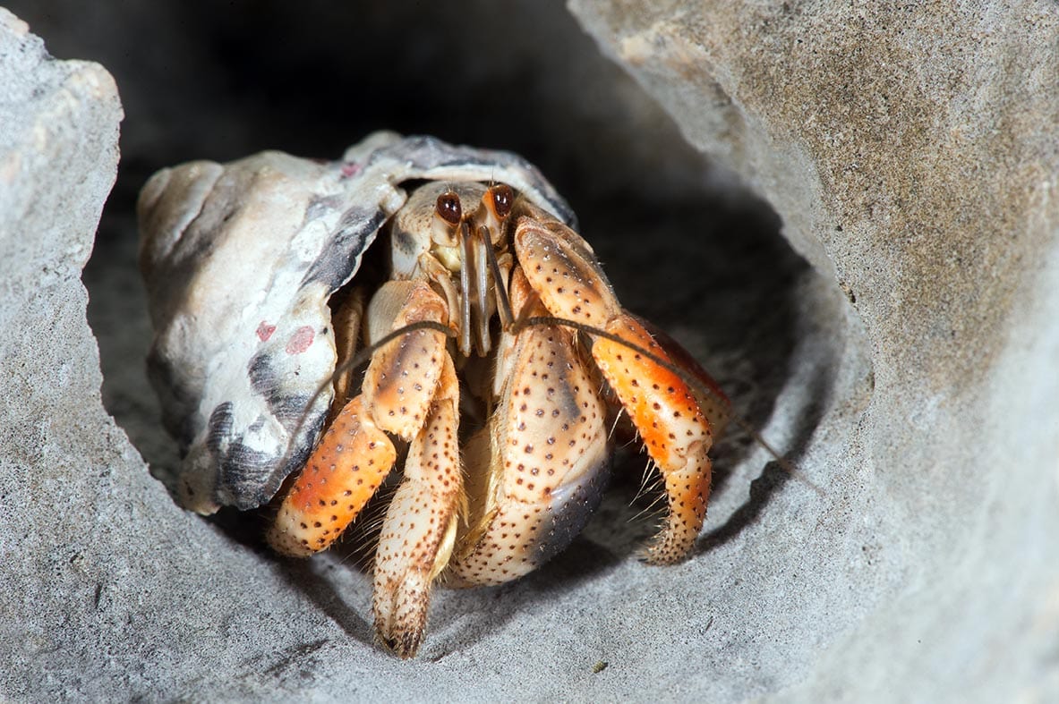 hermit crab