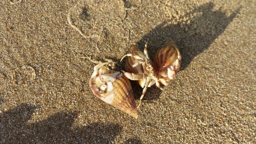 hermit crabs