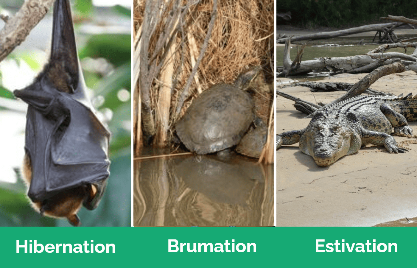 hibernation brumation estivation
