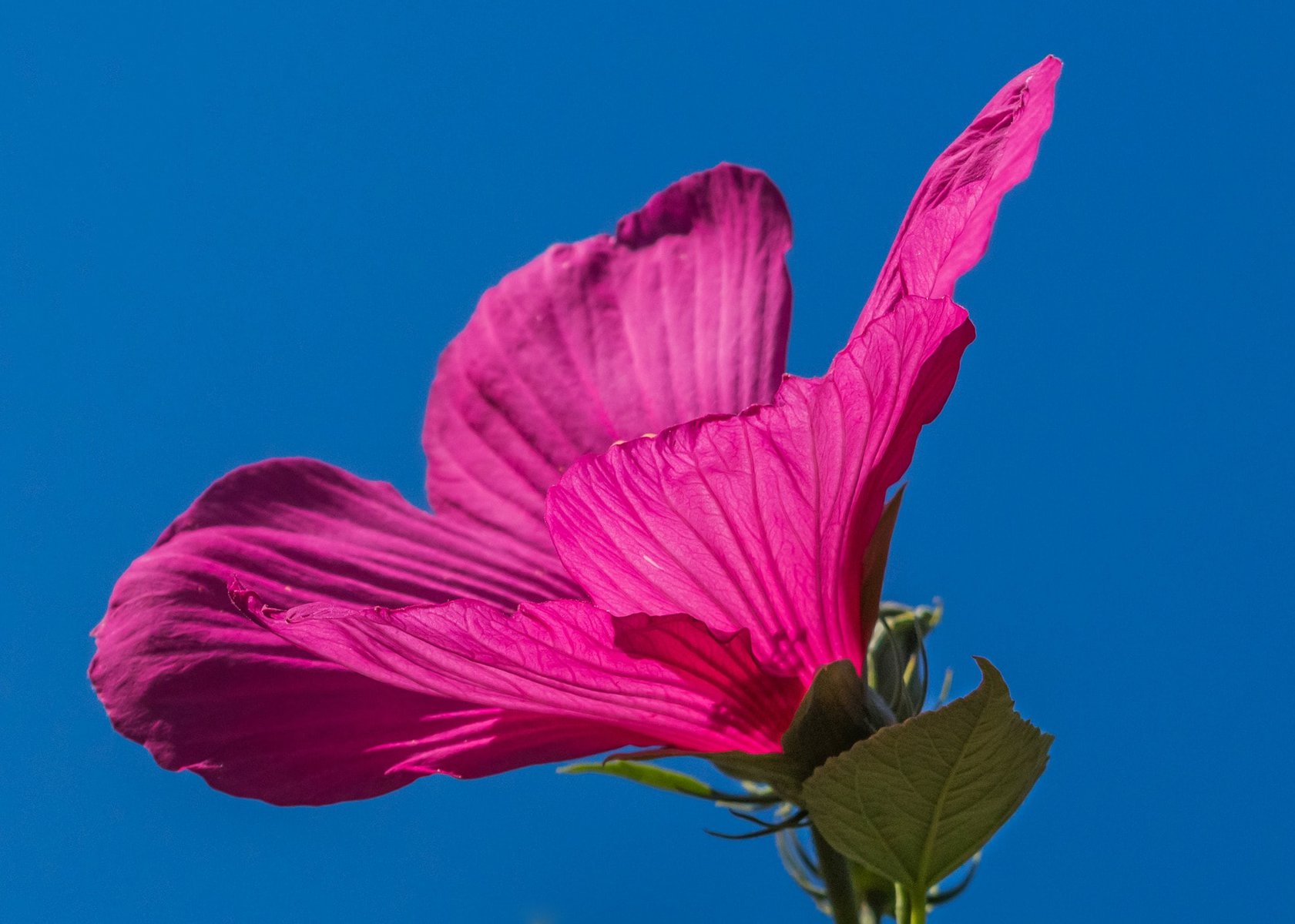 hibiscus flower