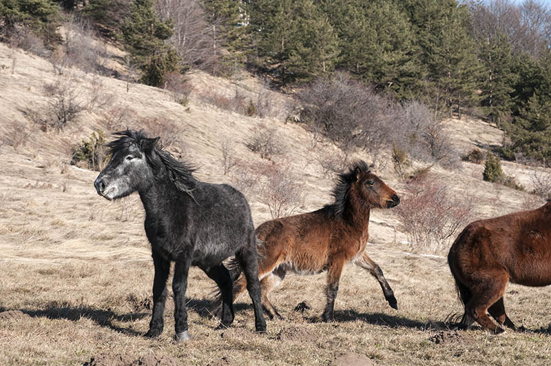 Highland hinnies grazing