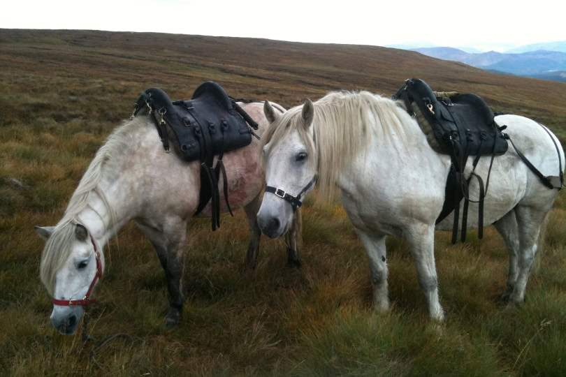 highland ponies