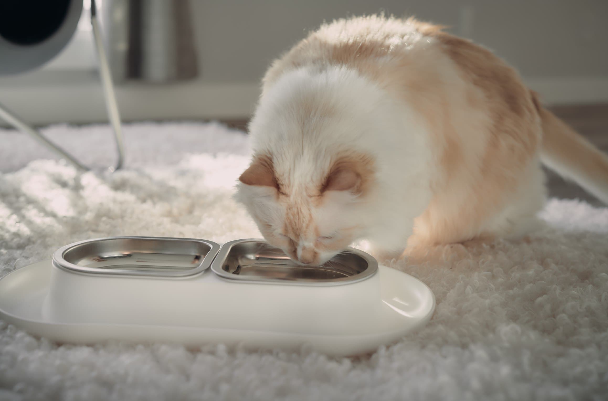 himalayan cat drinking water hepper nomnom bowl