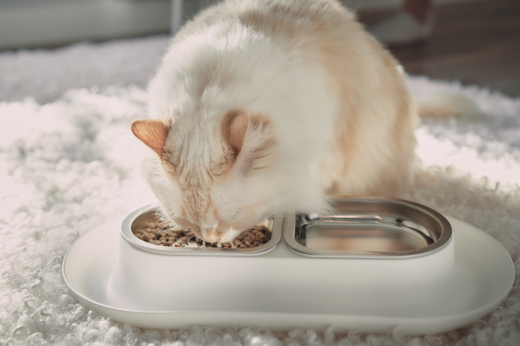 himalayan persian cat eating hepper nomnom cat bowl