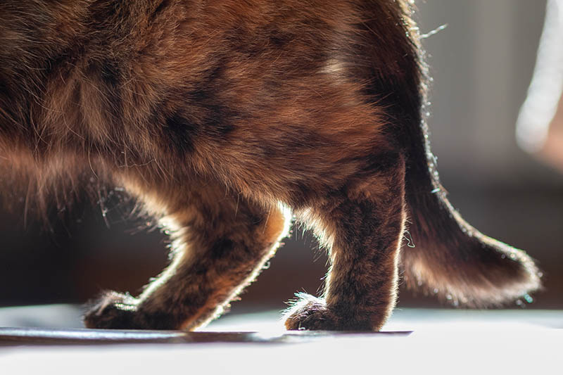hind legs of a cat suffering from arthritis