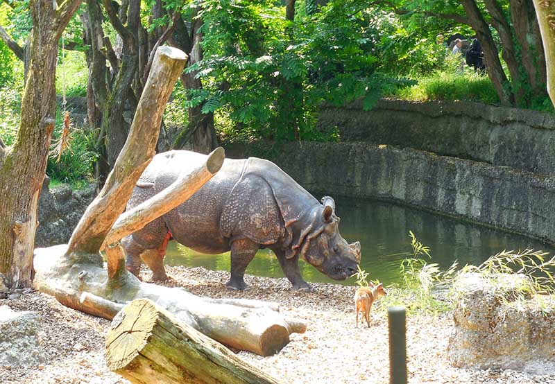 hippopotamus in captivity_Jumpstory