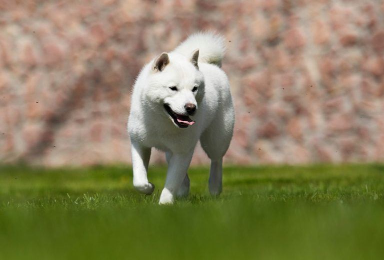 hokkaido-quickly-runs_shutterstock_Happy Monkey