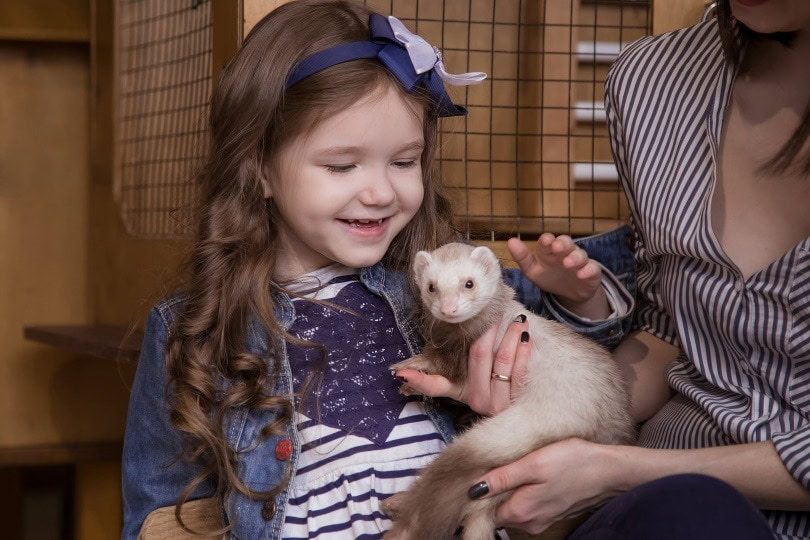 holding ferret_Nadezhda Manakhova_Shutterstock