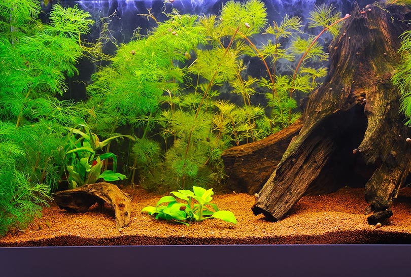 home aquarium