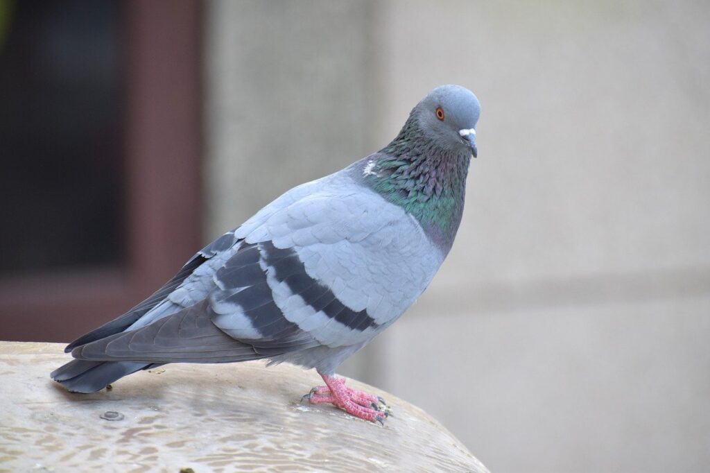 homing pigeon