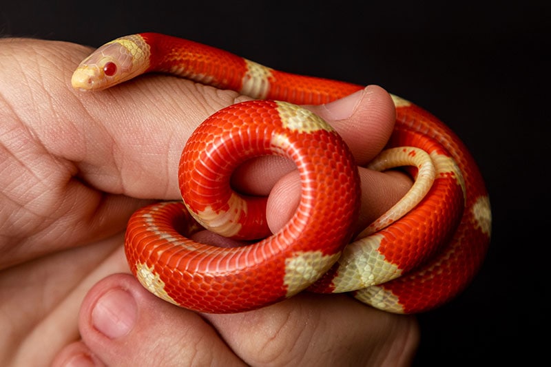 honduran milk snake coiling on human hand