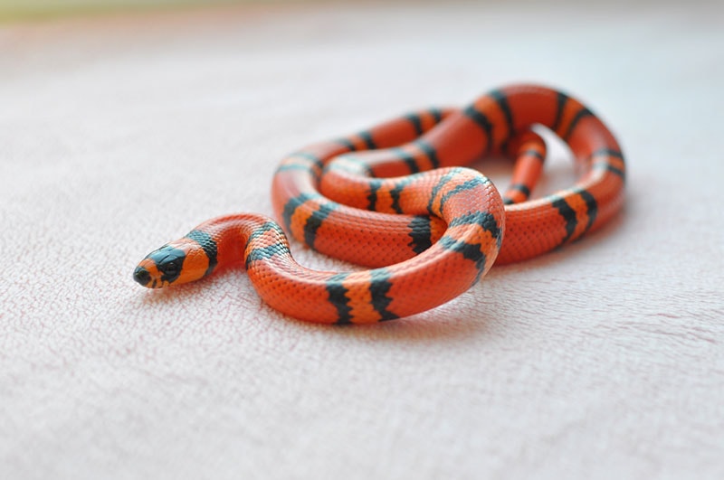 honduran milk snake on the floor
