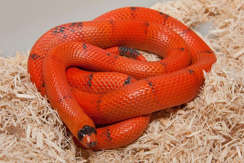 honduran milk snake on the substrate