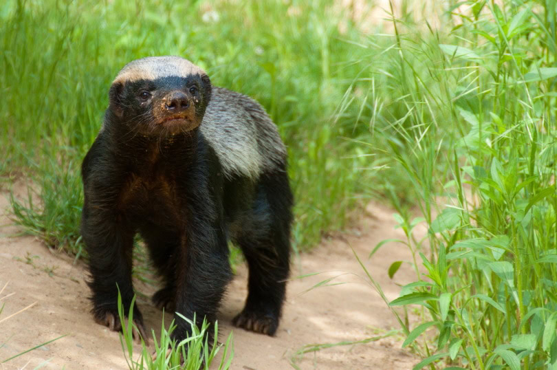 honey badger in grass