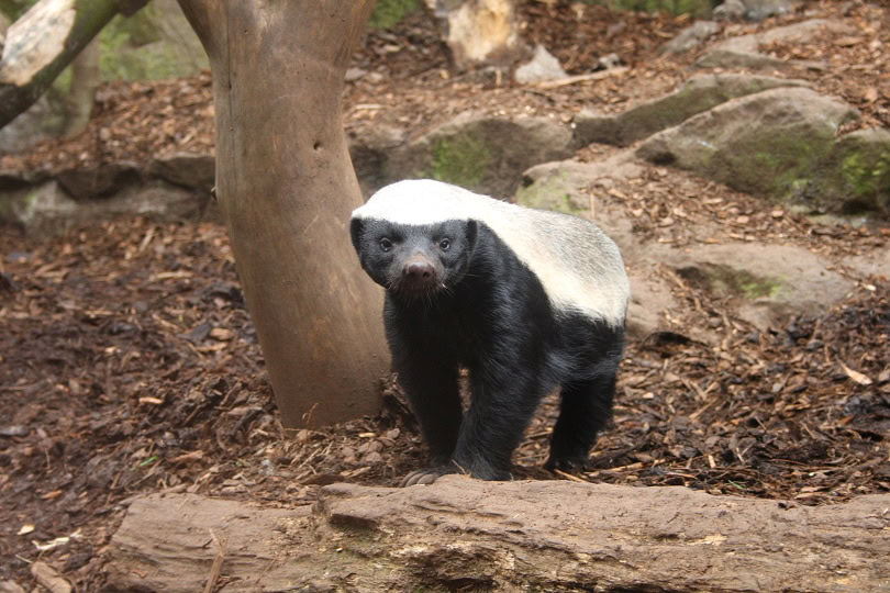 honey badger in wild