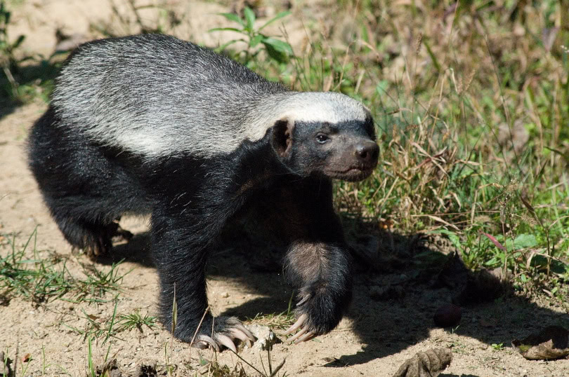 honey badger walking