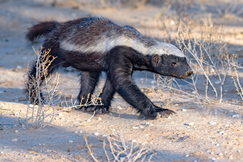 honey badger