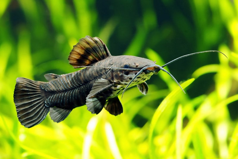 hoplo catfish in aquarium