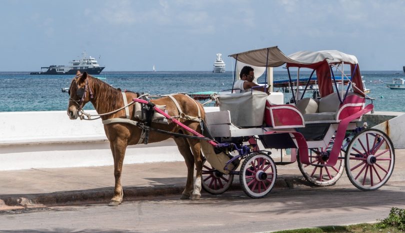 horse and a carriage seaside