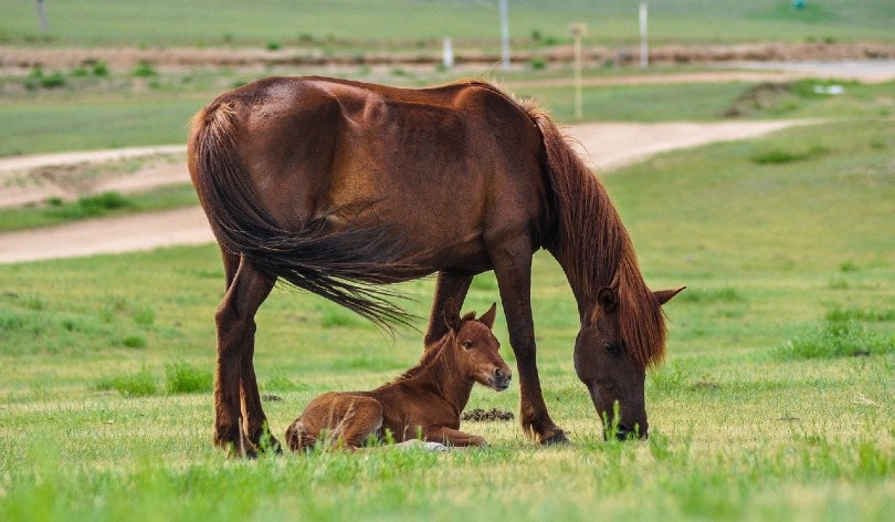 horse and foal