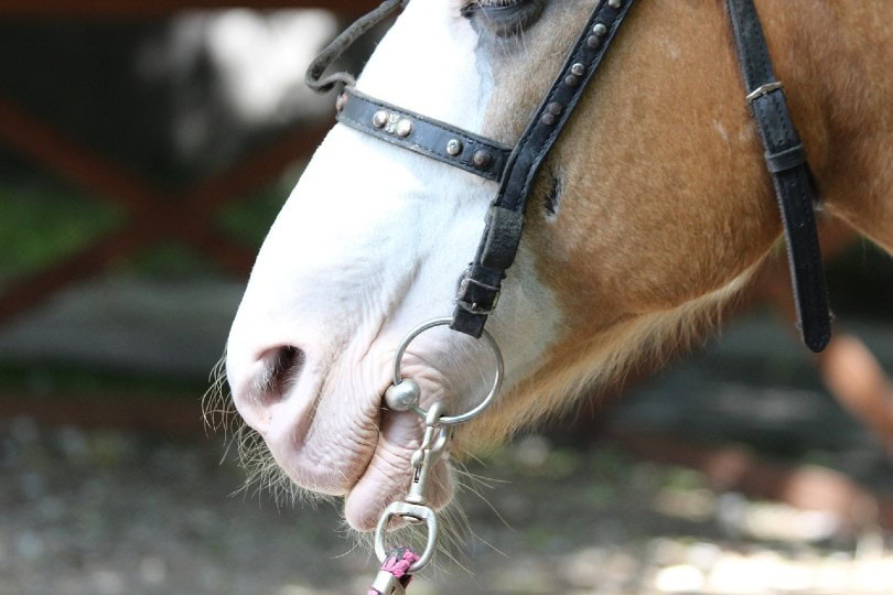 horse bit close up