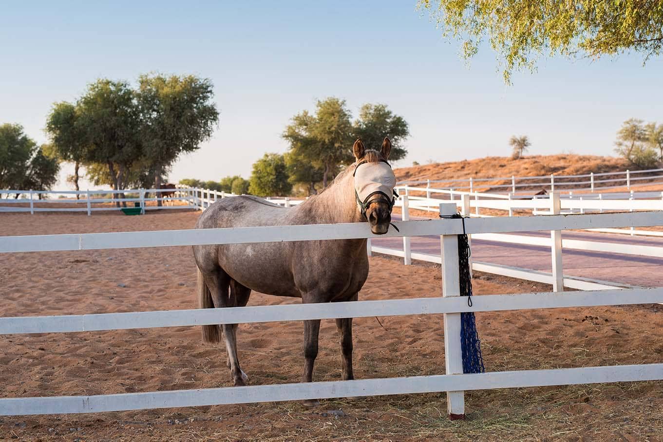 horse blindfolded
