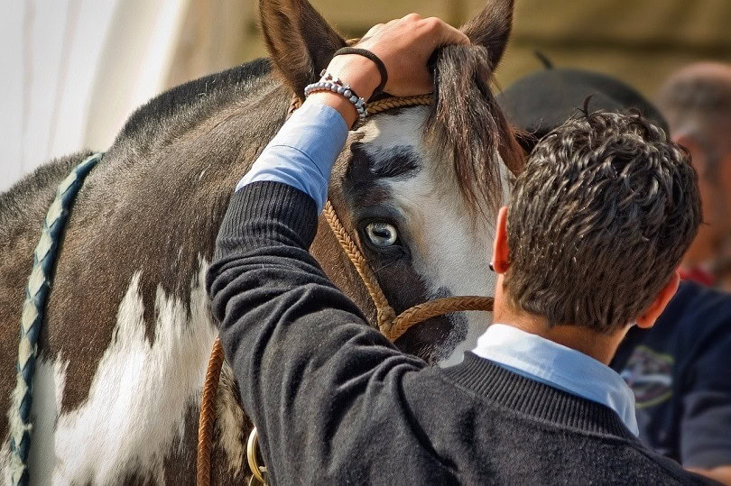 horse-bonding