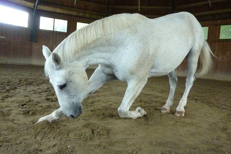 horse-bow-pixabay