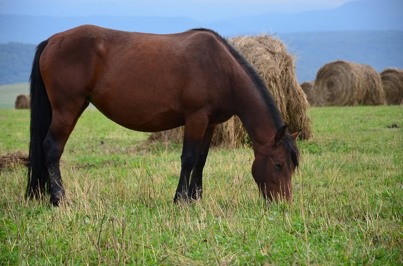 horse eating grass
