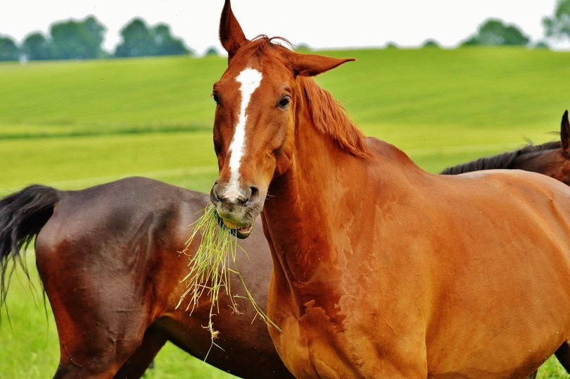 horse eating grass_Alexas_Fotos_Pixabay