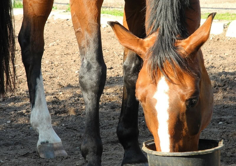 horse eating