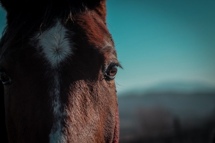 horse eyes
