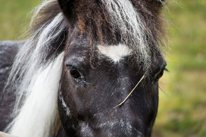 horse face