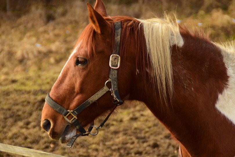 horse facing sideways
